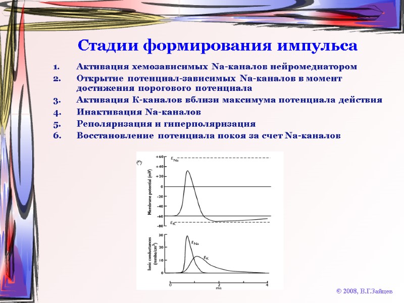 Стадии формирования импульса Активация хемозависимых Na-каналов нейромедиатором Открытие потенциал-зависимых Na-каналов в момент достижения порогового